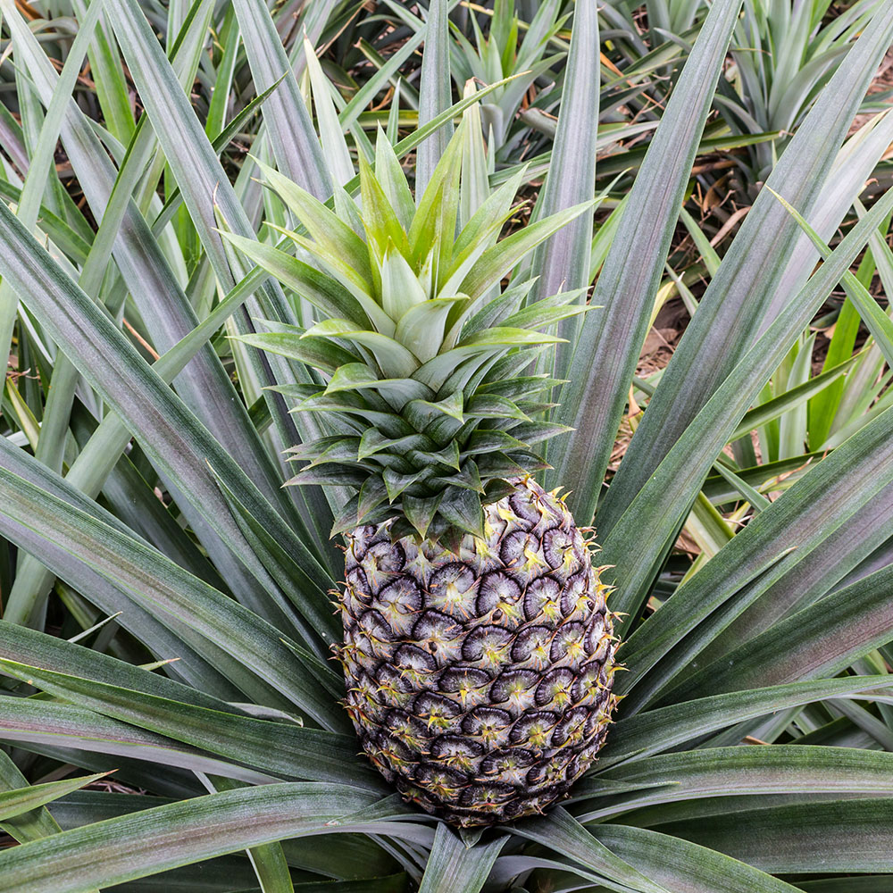 Ananas