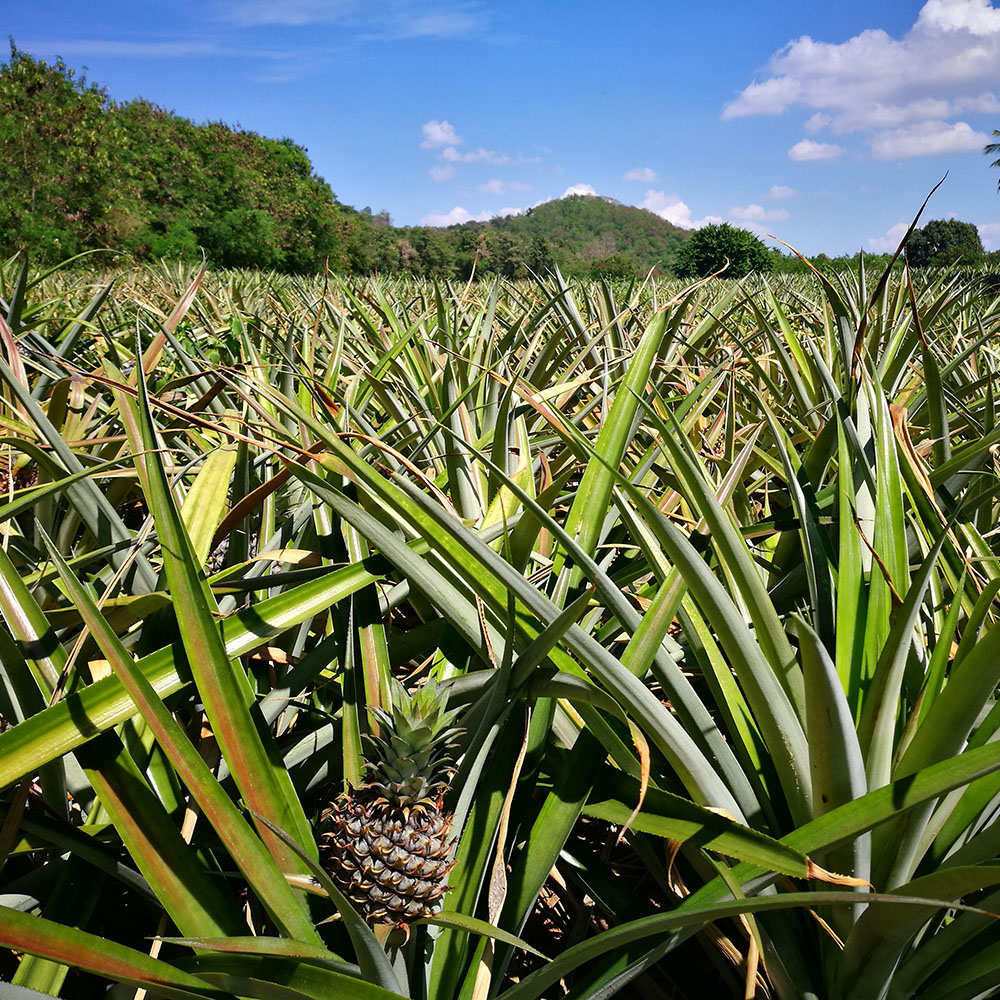 Ananas